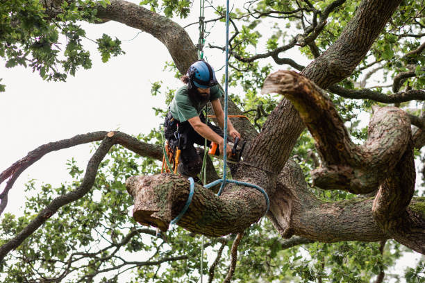 Leaf Removal in Hillsboro, TX