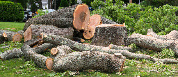 How Our Tree Care Process Works  in  Hillsboro, TX