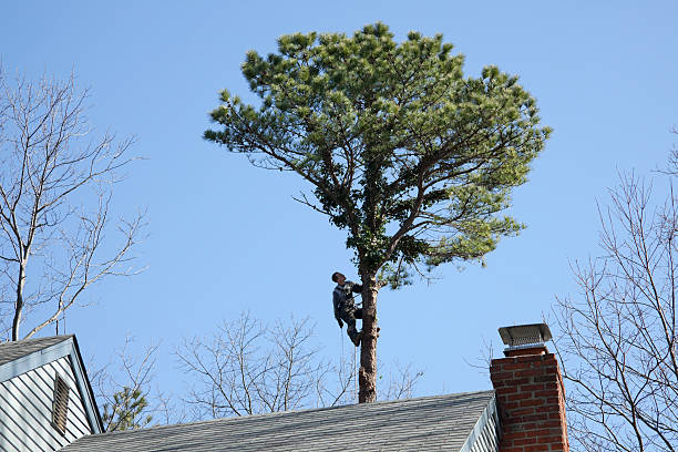 Professional Tree Removal Services in Hillsboro, TX